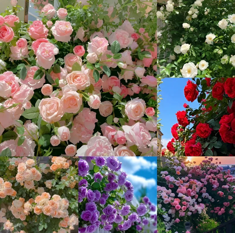 š¹Climbing RoseāYear-Round Blooming Seeds