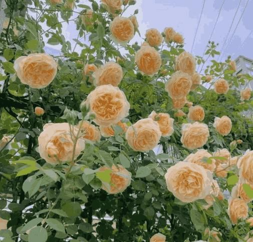 🌹Climbing Rose—Year-Round Blooming Seeds