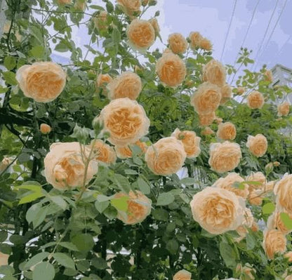 🌹Climbing Rose—Year-Round Blooming Seeds