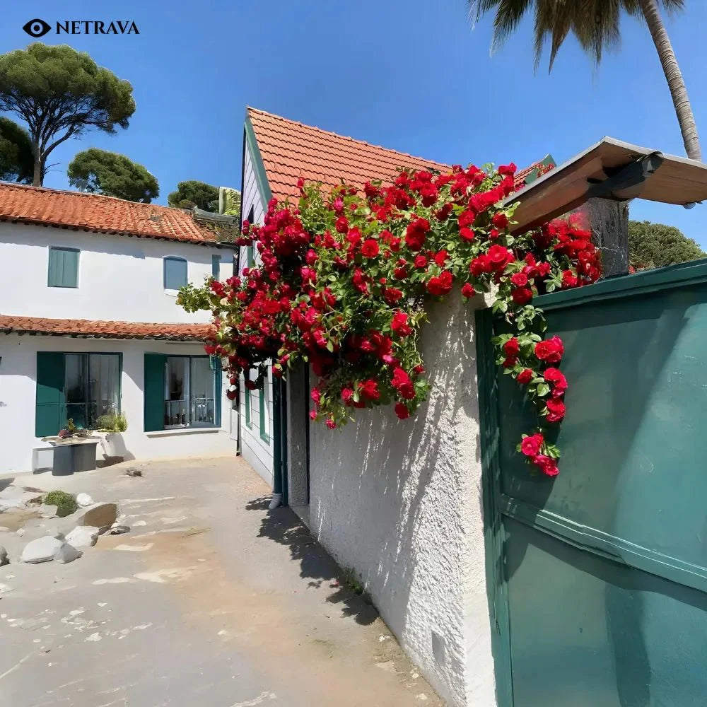 🌹Climbing Rose—Year-Round Blooming Seeds